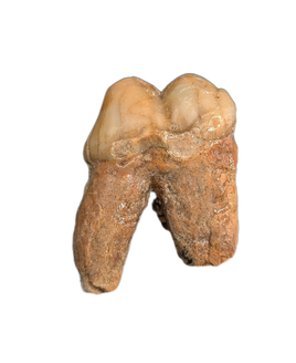 Cave Bear Tooth