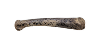 Dromaeosaur (?) Metacarpal, Hell Creek Formation