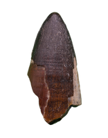 Sarcosuchus Tooth, Giant Crocodile, Niger