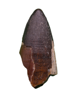 Sarcosuchus Tooth, Giant Crocodile, Niger