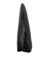 Tyrannosaur Tooth, Two Medicine Formation