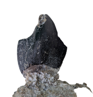 Turiasauria (Sauropod) Tooth, El Mers Formation
