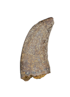 Large Acheroraptor Tooth