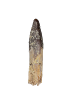 Diplocodid Tooth from the Mid Jurassic, Madagascar