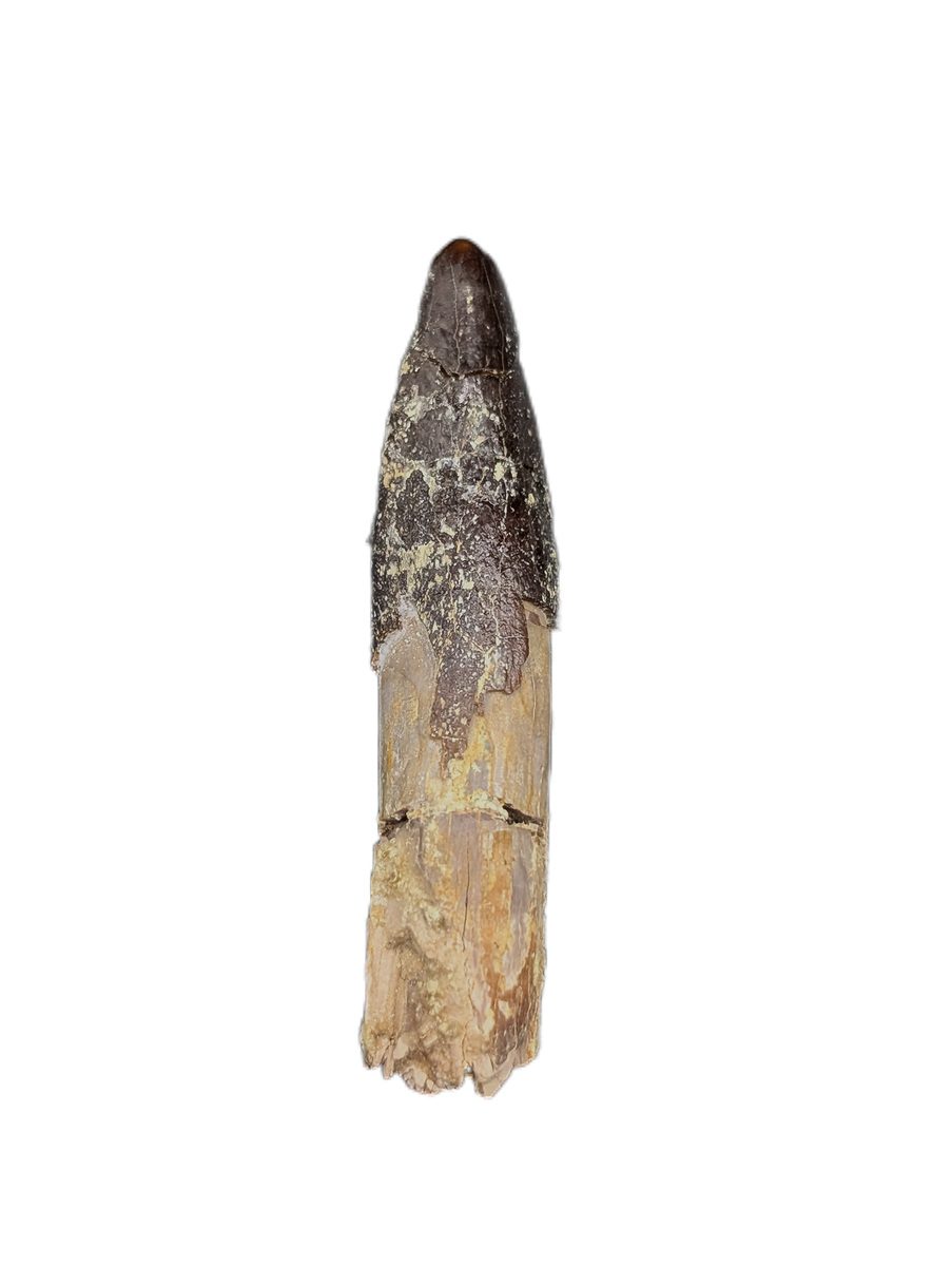 Diplocodid Tooth from the Mid Jurassic, Madagascar| The Daily Rex