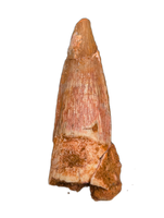 Spinosaurus Tooth