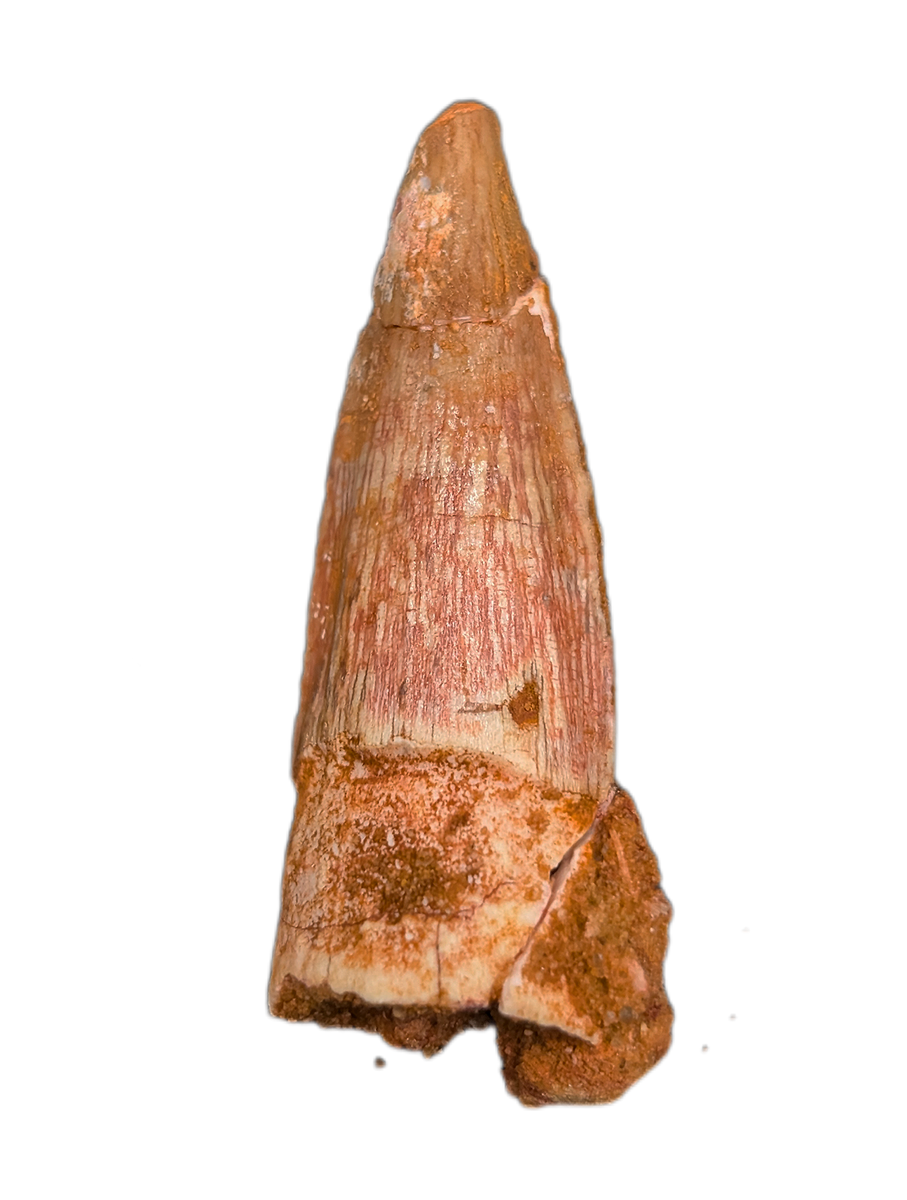Spinosaurus Tooth| The Daily Rex