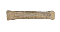 Dakotaraptor/Acheroraptor Caudal(Tail) Vertebra