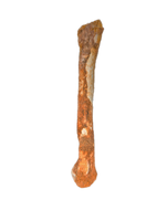 Theropod Bone, Kem Kem