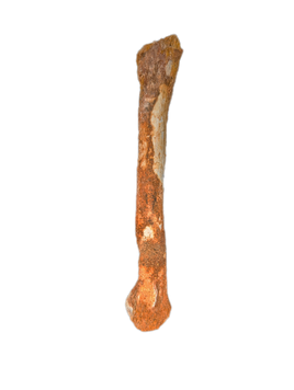 Theropod Bone, Kem Kem