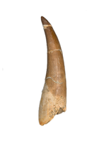 Plesiosaur (Zarafasaura) Tooth