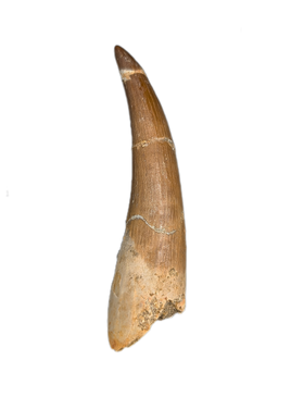 Plesiosaur (Zarafasaura) Tooth