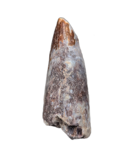 Phytosaur Tooth, Chinle Formation