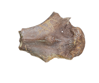 Pterosaur Azhdarchidae (Quetzacoatlus?) Vertebra