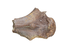 Pterosaur Azhdarchidae (Quetzacoatlus?) Vertebra