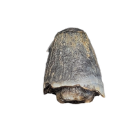 Deinosuchus (Crocodile) Tooth from Texas