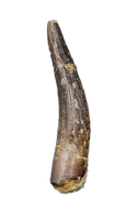 Diplocodid Tooth from the Mid Jurassic, Madagascar