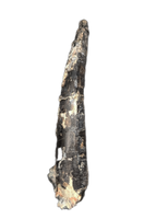 Large Ceratosaur Tooth, El Mers Formation
