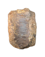 Sauropod (Long Neck) Tail Vertebra, El Mers III Formation