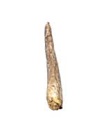Ceratosaurid Tooth from the Mid Jurassic, Madagascar