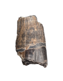 Ceratosuchus/Riparovenator (Baryonychinae) Tooth, England, Early Cretaceous