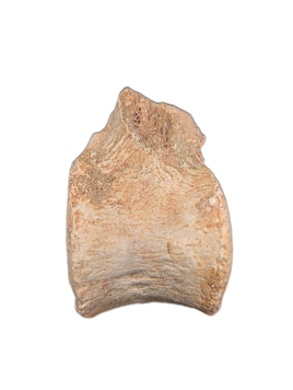 Plesiosaur Vertebrae, Morocco