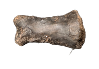 Tyrannosaur Juvenile Toe, Two Medicine Formation