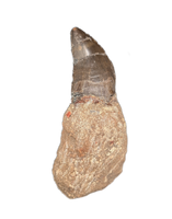 Torvosaur Tooth, El Mers Formation