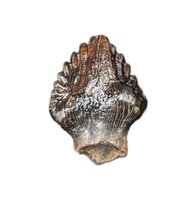 Ankylosaurus Tooth