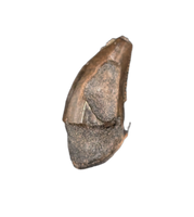 Acheroraptor Tooth from the Hell Creek Formation