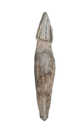 Platanistidae? (River Dolphin) Tooth, Calvert Formation, 15-27 Million Years Old