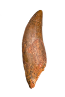 Unknown Rooted Theropod Tooth, Kem Kem, Morocco