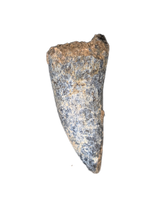 Suchomimus Tooth