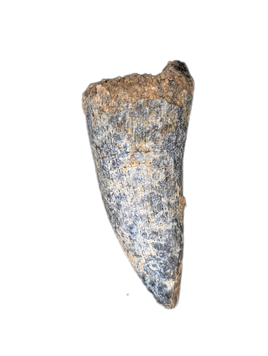 Suchomimus Tooth