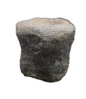 Stegosaurus Caudal Vertebra