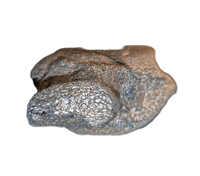 Stegosaurus Vertebrae, Morrison Formation