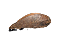 Tyrannosaur (Teratophoneus?) Tooth from the Upper Aguja Formation.