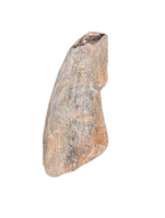 Suchomimus Tooth