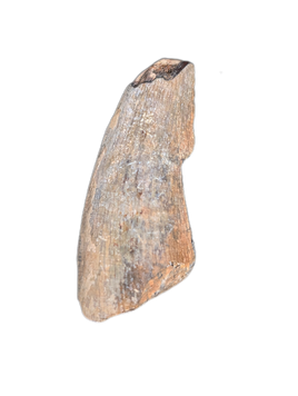Suchomimus Tooth
