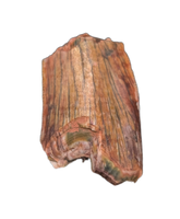 Postosuchus (Rauisuchid) Tooth, Bull Canyon Formation