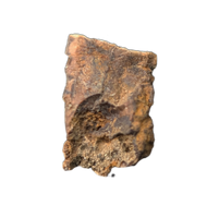 Edmontosaurus Tooth