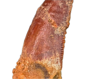 Unknown Theropod Tooth, Bissekty Formation, Uzbekistan