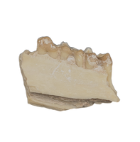 Leptomeryx (Deer like) Mammal Jaw Section with Teeth