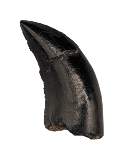 Neovenator Tooth, England, Early Cretaceous