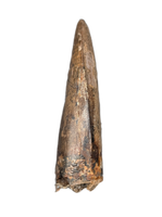 Tyrannosaur Tooth, Judith River Formation