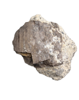 Partial Allosaurus Tooth,  Morrison Formation