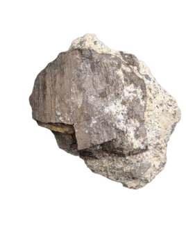Partial Allosaurus Tooth,  Morrison Formation