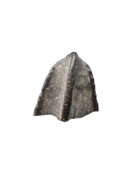 Hadrosaur Tooth, Judith River Formation
