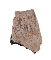Metoposaur Clavicle Section, Chinle Formation