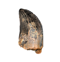 Tyrannosaur (Teratophoneus?) Tooth from the Upper Aguja Formation.